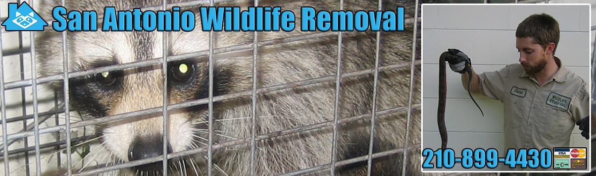 San Antonio Wildlife and Animal Removal